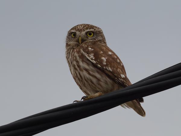 <h3>Athene&nbsp;noctua / Little&nbsp;owl / Steenuil</h3>OM-1 Mark II met OLYMPUS M.150-400mm F4.5, 1/2000 sec  bij F4.5, ISO 5000, afstand 15.3&nbsp;m